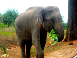 Sri Lankan Sceneries - Buththala National Park