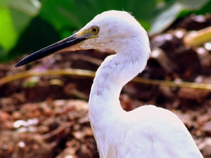 Sri Lankan Sceneries - Boralesgamuwa Bird Sanctuary