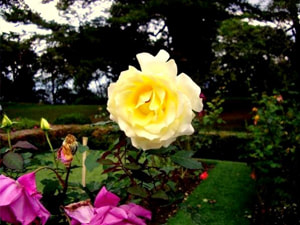 Sri Lankan Sceneries - Hakgala Botanical Gardens