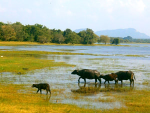 Sri Lankan Sceneries - Parasangaha Wewa
