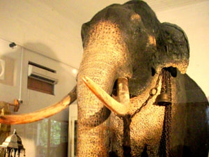 Sri Lankan Sceneries - Kandy Dalada Maligawa Raja Tusker Museum