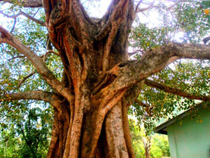 Sri Lankan Sceneries - Udamadura Sacred Bo Tree